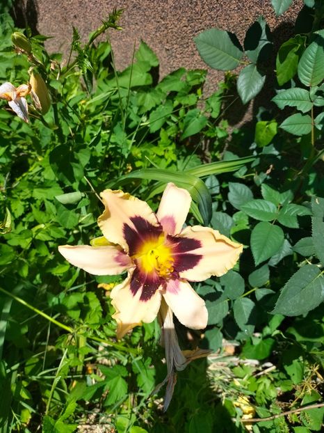 IMG20220625130712 - Iunie 2022 1