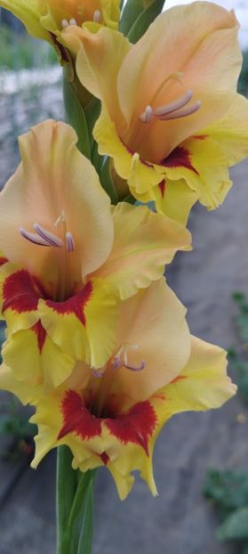  - Gladiole 2022