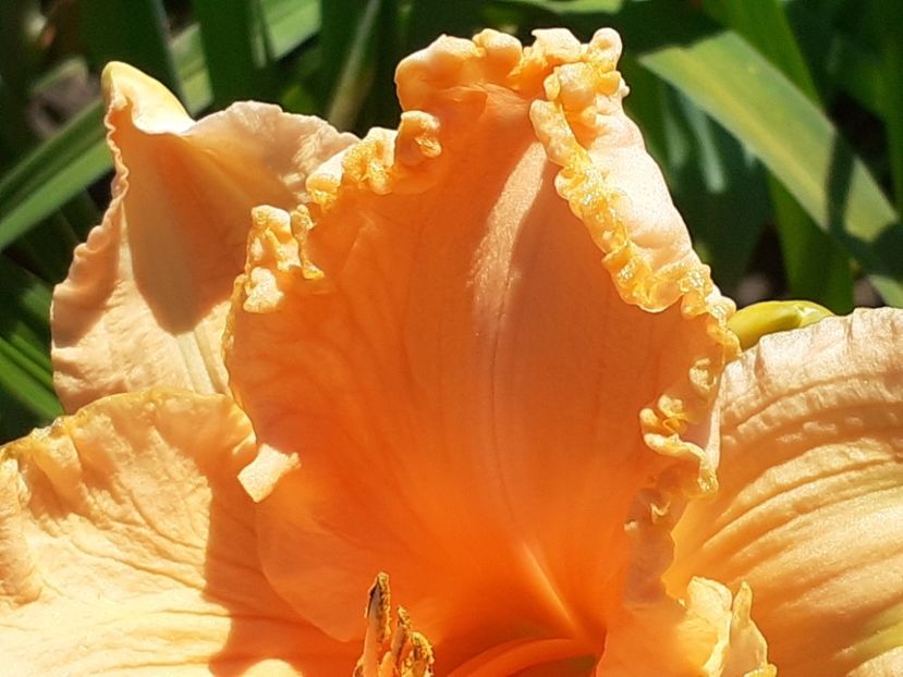  - Orange Cream - Floarea
