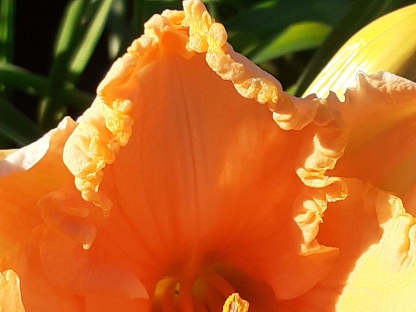  - Orange Cream - Floarea