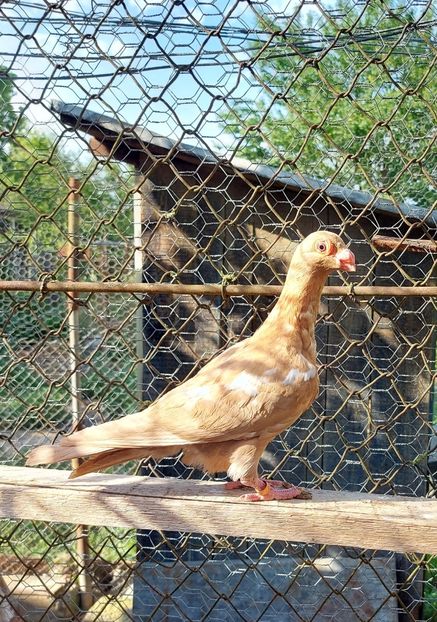  - Indian german 2022