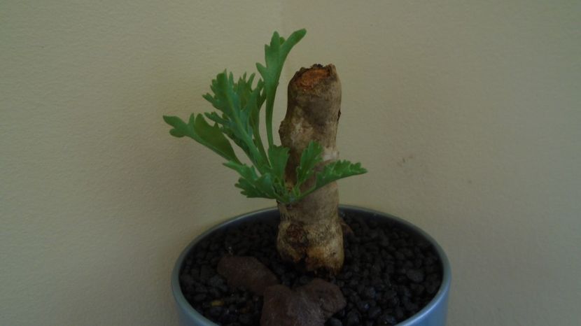  - Caudiciforme-pachycaule si bulboase 2022-2023