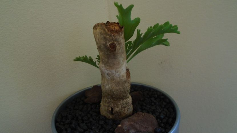  - Caudiciforme-pachycaule si bulboase 2022-2023