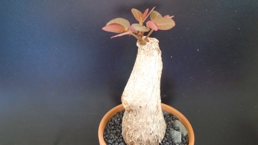  - Caudiciforme-pachycaule si bulboase 2022-2023