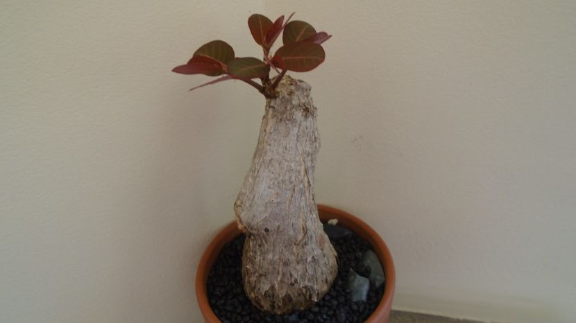  - Caudiciforme-pachycaule si bulboase 2022-2023