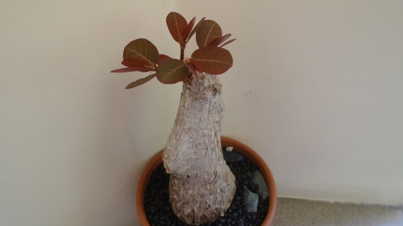  - Caudiciforme-pachycaule si bulboase 2022-2023