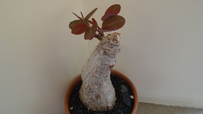  - Caudiciforme-pachycaule si bulboase 2022-2023