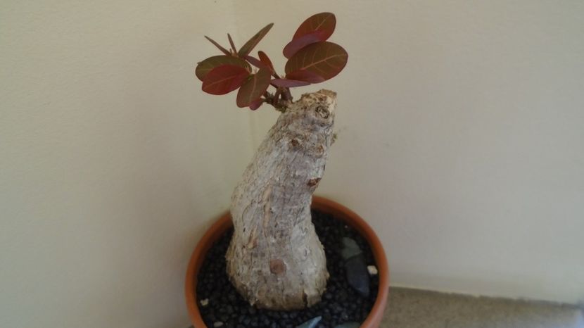  - Caudiciforme-pachycaule si bulboase 2022-2023