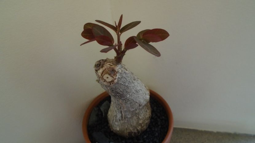  - Caudiciforme-pachycaule si bulboase 2022-2023