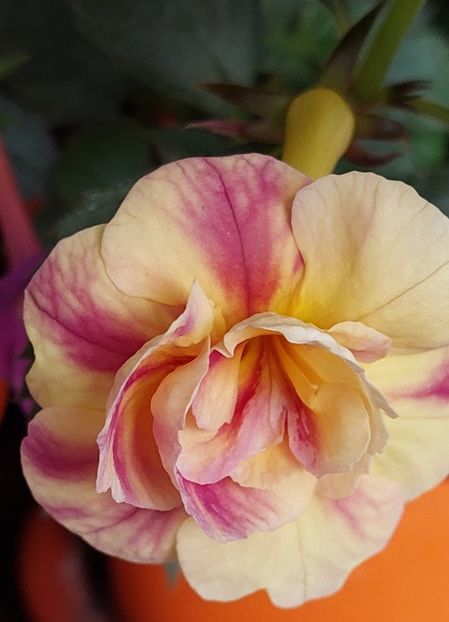  - RFs TROPICANA 2