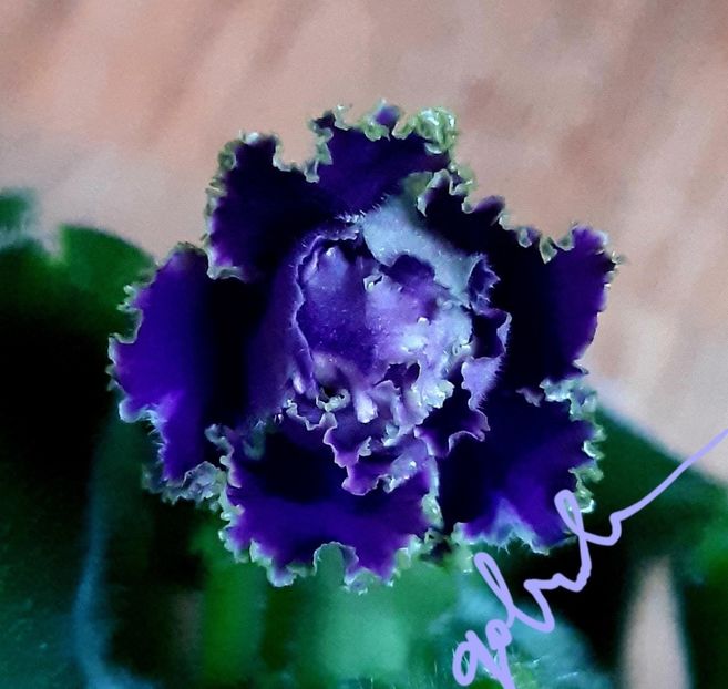EK Favourite Son - AA violete africane de colectie