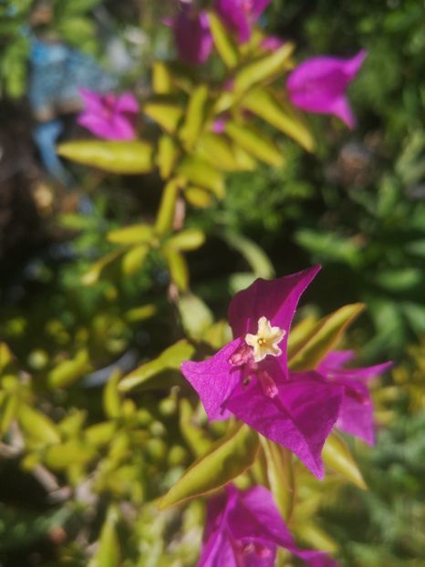 buga mov - Flori apartament