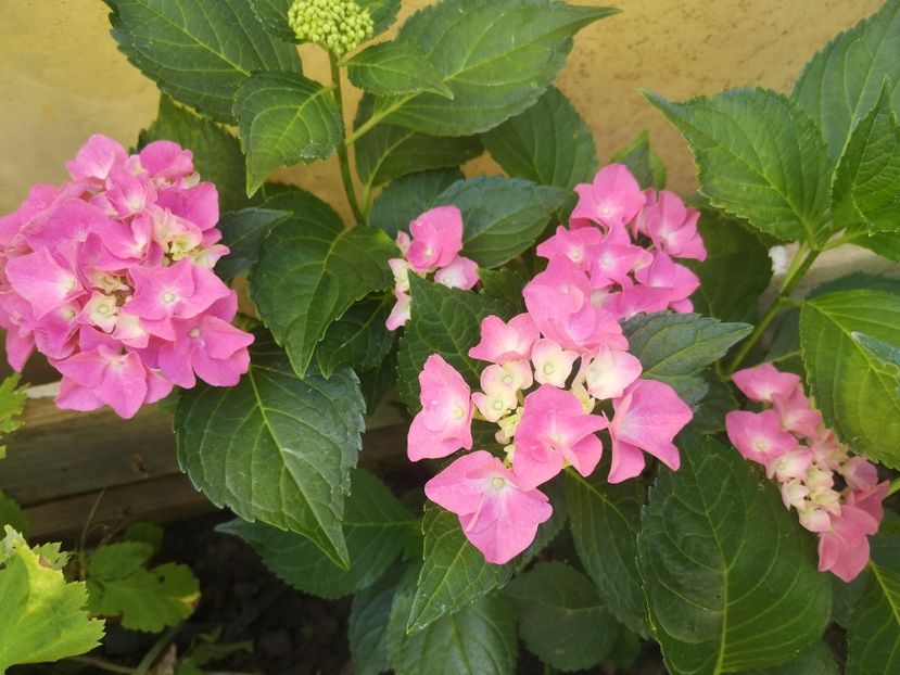 hortensia roz - Gradina flori 2025