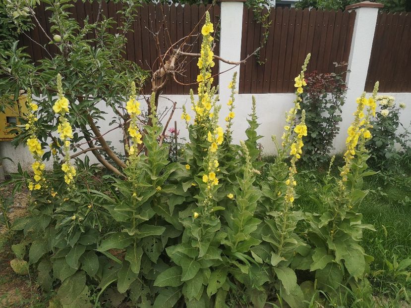  - Gradina flori 2025