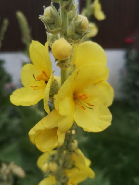 lumanarica - Gradina flori 2025