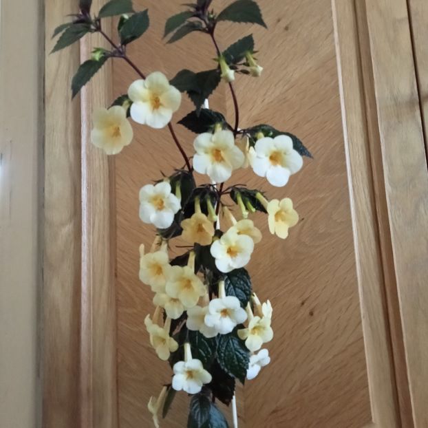  - Yellow Beauty
