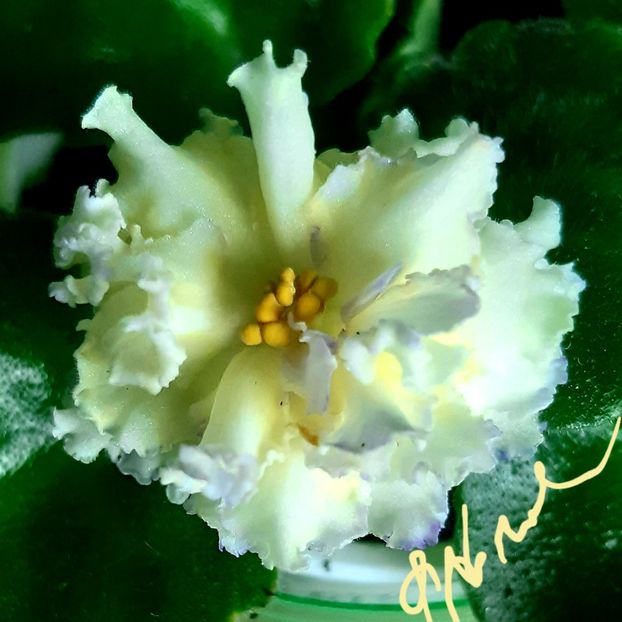  - LE Zoloto Nibelungov