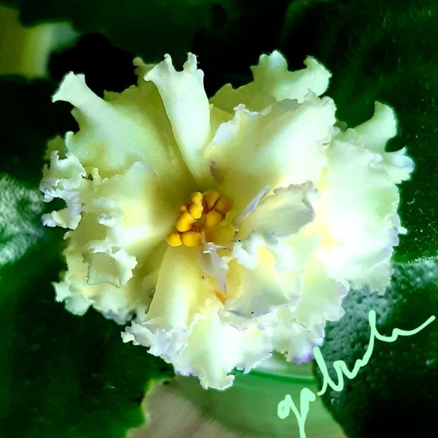 LE Zoloto Nibelungov - LE Zoloto Nibelungov