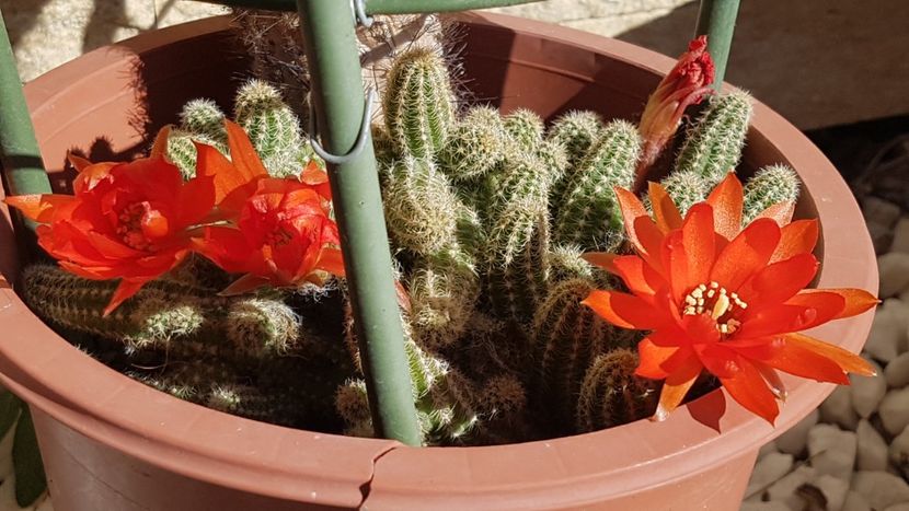  - Chamaecereus silvestrii