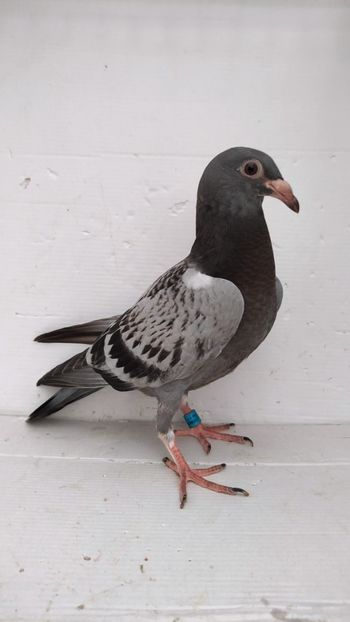 vandut - De vânzare voiajori pui 2022