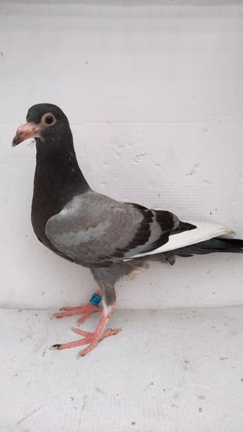 vandut - De vânzare voiajori pui 2022