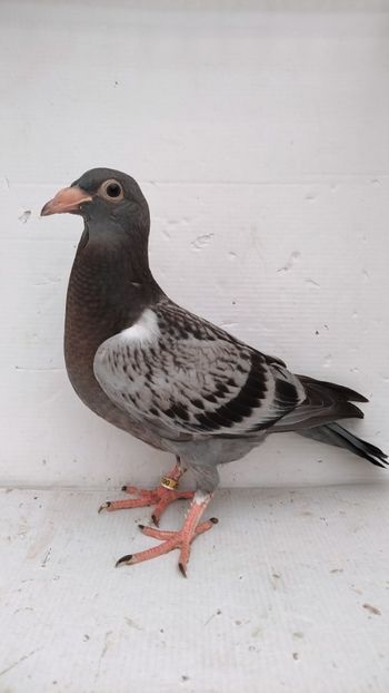 vandut - De vânzare voiajori pui 2022