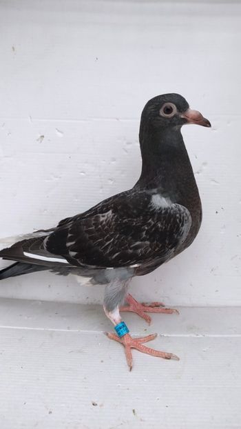 vandut - De vânzare voiajori pui 2022