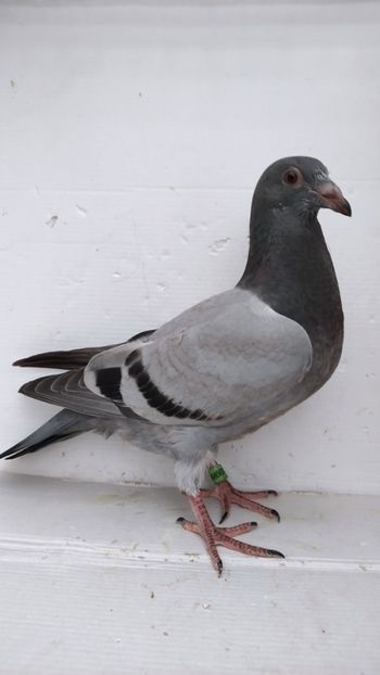 vandut 43buc - De vânzare voiajori pui 2022