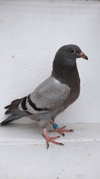 vandut - De vânzare voiajori pui 2022