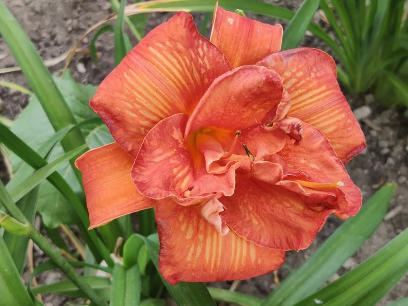 Moses' fire - Hemerocallisi 1