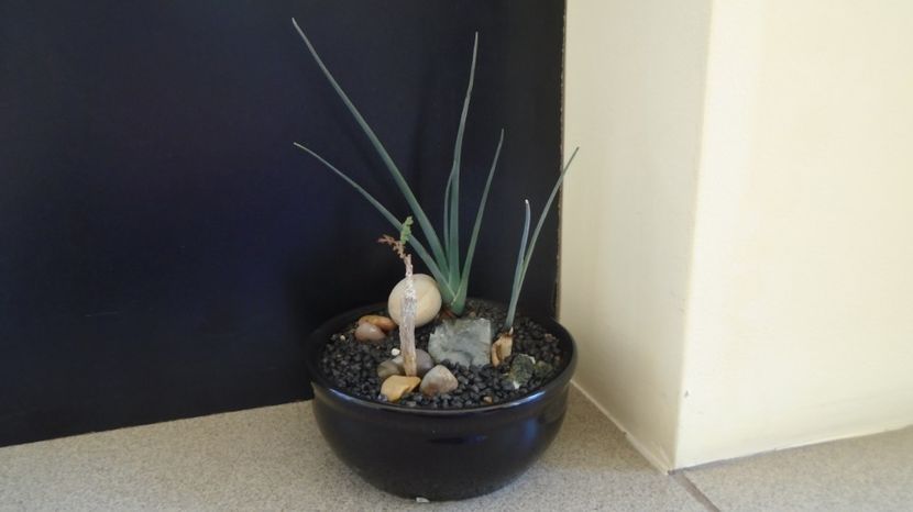 Grup de 3 plante - Suculente-Agave-Yucca si Dracaena 2022-2023