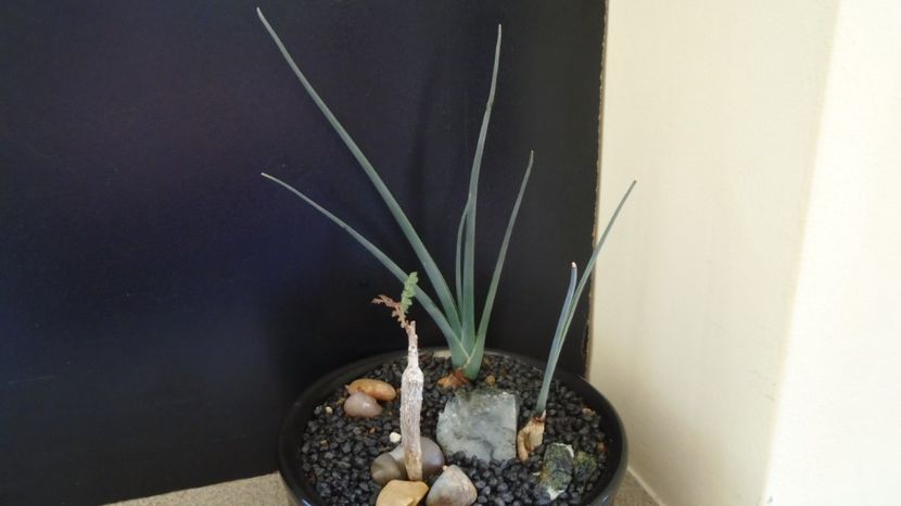 Boswellia neglecta, RM 565, Africa de Est - Suculente-Agave-Yucca si Dracaena 2022-2023