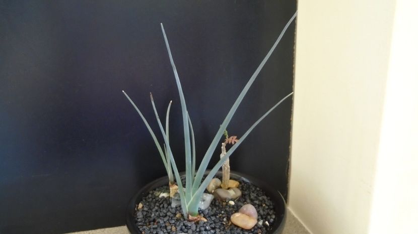 Dracaena serrulata 2 ex., Yemen, Oman - Suculente-Agave-Yucca si Dracaena 2022-2023