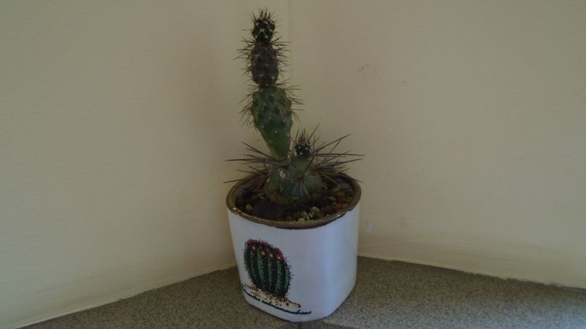  - Cactusi 2022 bis