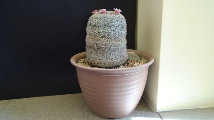 Vanduta - Mammillaria perbella, 80 lei - diam. ghiveci 40 cm - 00 Plante disponibile 2023