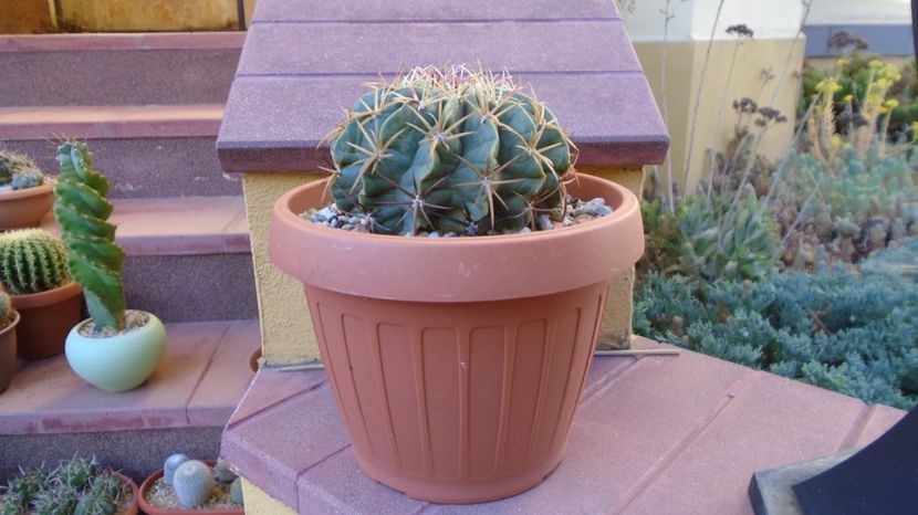 Vandut - Ferocactus macrodiscus, 60 lei - diam. ghiveci 16 cm - 00 Plante disponibile 2023