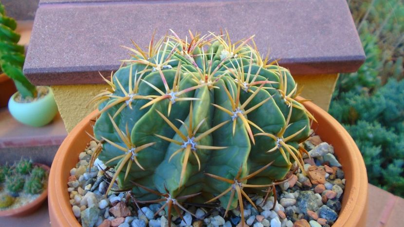  - 00 Plante disponibile 2023