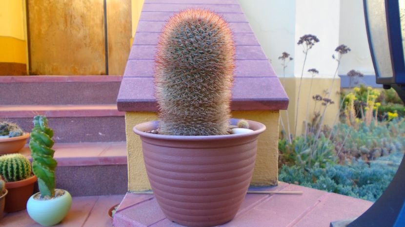 Mammillaria spinosissima, 80 lei - diam. ghiveci 14 cm - 00 Plante disponibile 2023