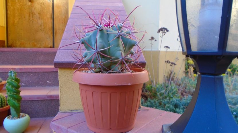 Ferocactus emoryi, 90 lei - diam. ghiveci 16 cm - 00 Plante disponibile 2023