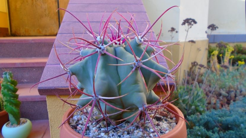  - 00 Plante disponibile 2023