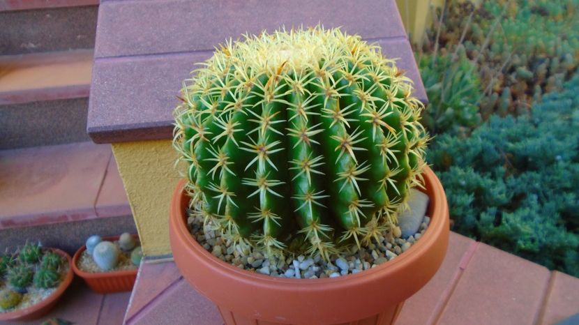  - 00 Plante disponibile 2023