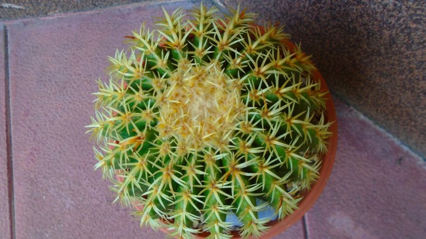  - 00 Plante disponibile 2023