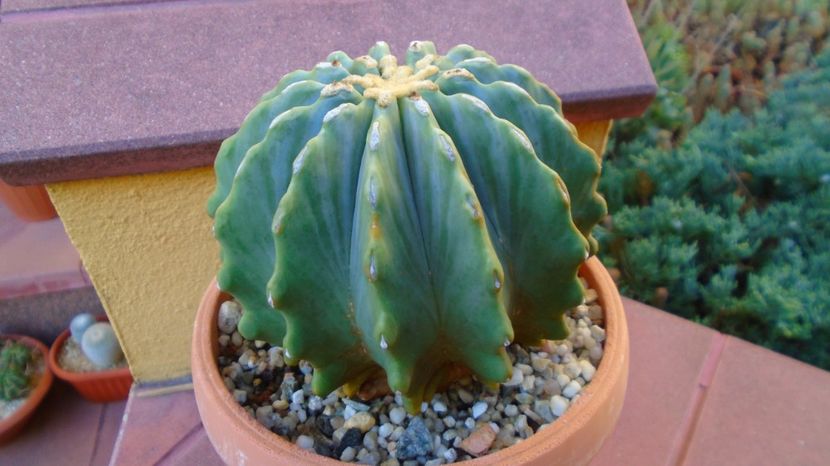  - 00 Plante disponibile 2023