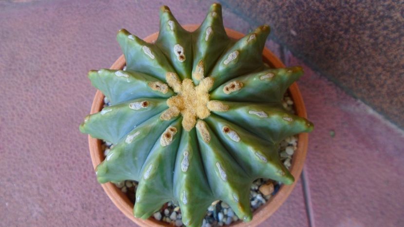 - 00 Plante disponibile 2023