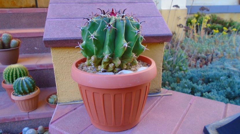 Vandut - Ferocactus peninsulae f. brevispinus, 90 lei - diam. ghiveci 16 cm - 00 Plante disponibile 2023