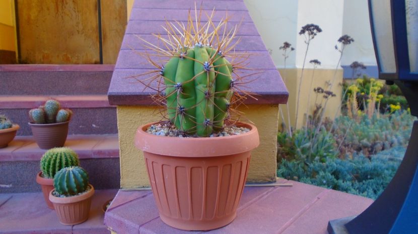 Vandut - Trichocereus (Echinopsis) terscheckii, 80 lei - diam. ghiveci 13,5 cm - 00 Plante disponibile 2023