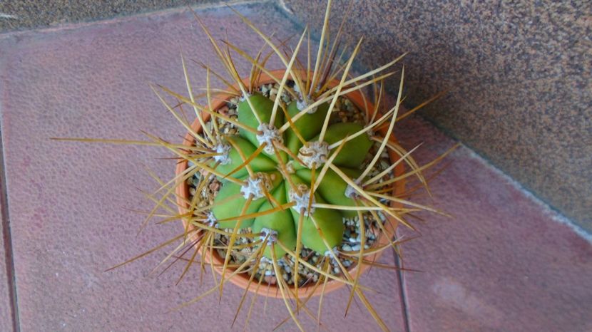  - 00 Plante disponibile 2023