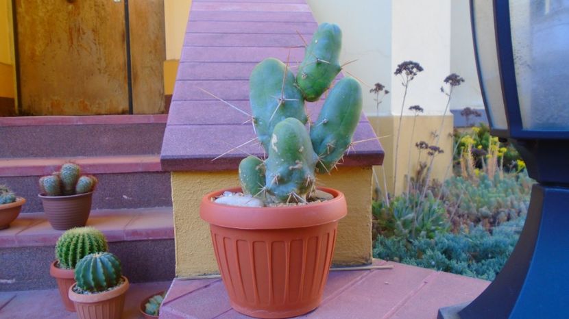Vandut - Trichocereus bridgesii f. monstruosus (Penis cactus), 100 lei - diam. ghiveci 13,5 cm - 00 Plante disponibile 2023