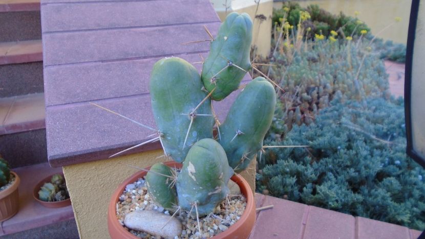 - 00 Plante disponibile 2023