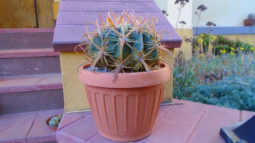 Vandut - Ferocactus latispinus, florifer, 90 lei - diam. ghiveci 13,5 cm - 00 Plante disponibile 2023